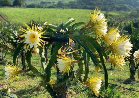 sitio-venda-capitolio-909319